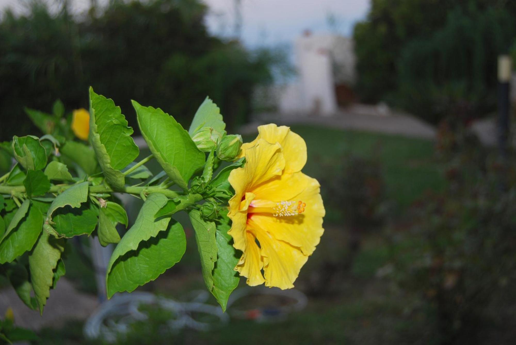 Villa أكراتا المظهر الخارجي الصورة